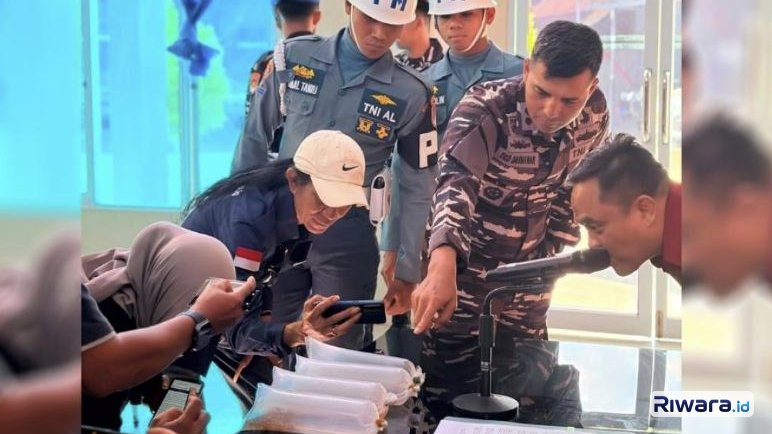 Aparat TNI AL menunjukkan benih bening lobster yang diselundupkan